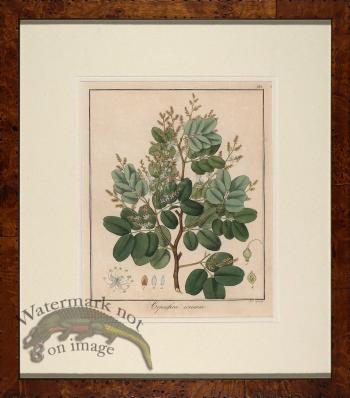 Hayne's Botanical in Burl 13